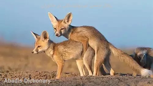 رفتار جنسی غیرتولیدمثلی در جانوران